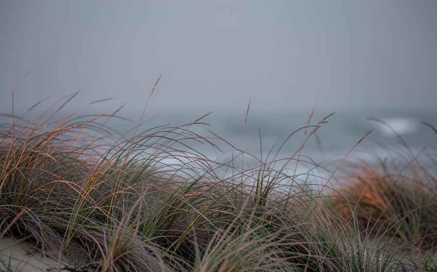 Coastal grasses moving gently against a pale sky
